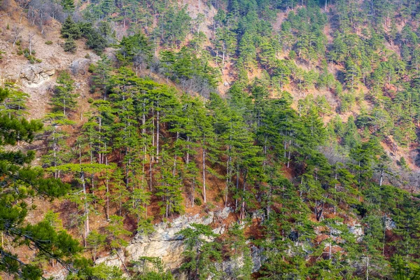 在山倾斜风景的绿色松树林 — 图库照片