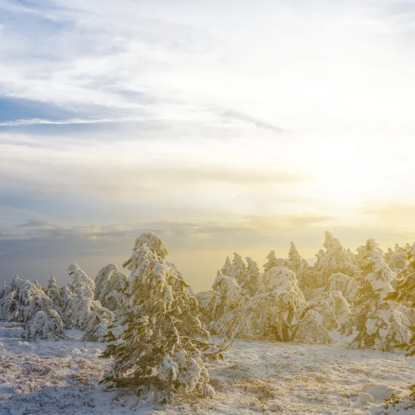 Západ slunce scéna zimě zasněžený les — Stock fotografie