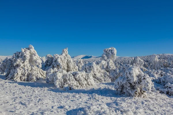 밝은 겨울 숲 현장 — 스톡 사진