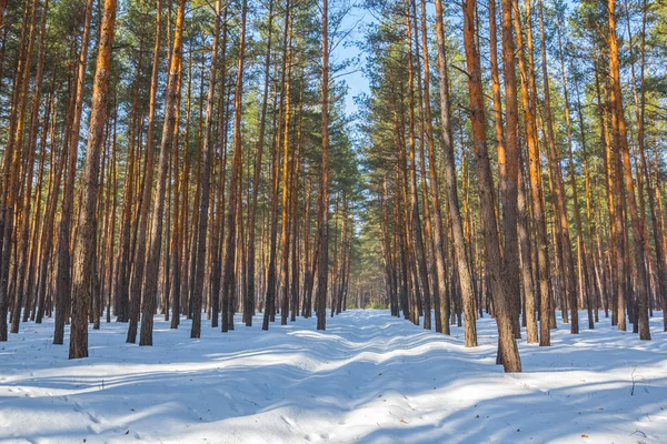 Brillante invierno bosque de pinos escena — Foto de Stock