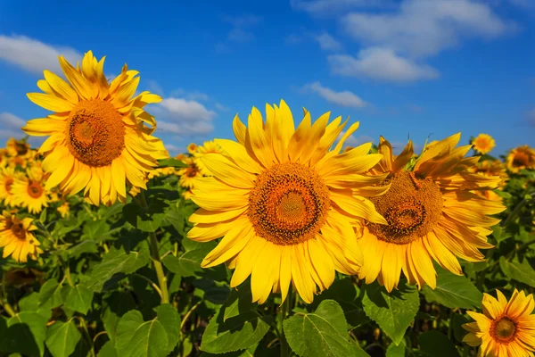 Mooie zonnebloem op een blauwe hemelachtergrond — Stockfoto
