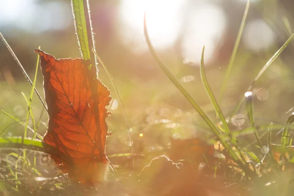 Nahaufnahme trockenes Blatt in einem glitzernden Sonnenlicht — Stockfoto