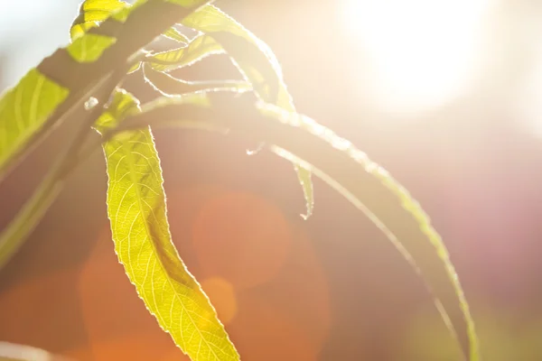Güneş ışınlarının tatlı yeşil çimen — Stok fotoğraf