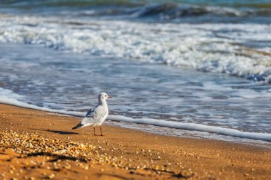 Deniz kıyısında güzel martı