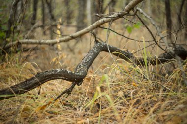 sessiz sonbahar orman sahne