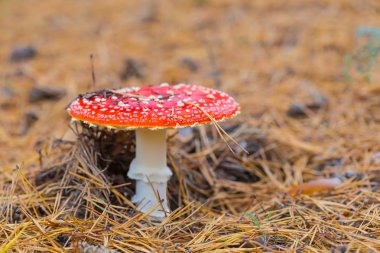 flyagaric mantar bir çam ormanı içinde