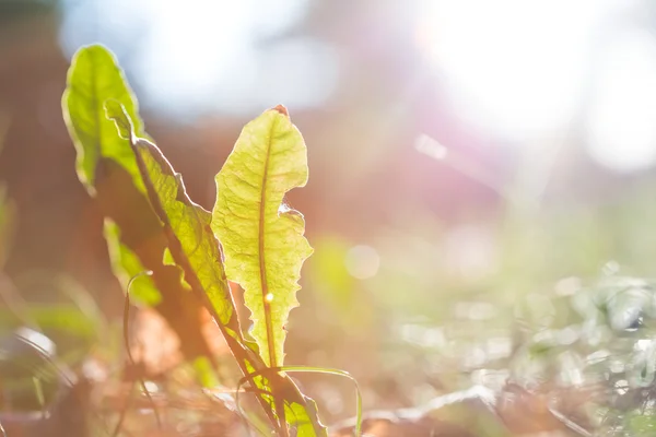 Vacker liten växt i en strålar från solen — Stockfoto