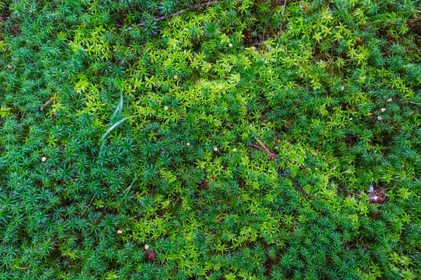 Närbild grön mossa bakgrund — Stockfoto