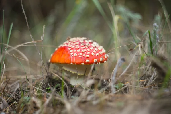 Closeup red flyagaric mushroom — Stock Photo, Image