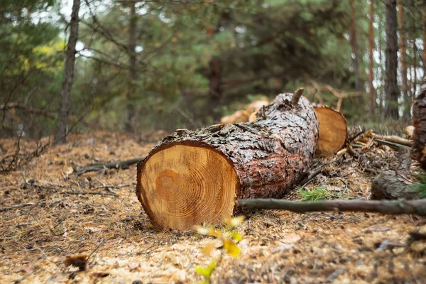 bir ormandaki çam gövde