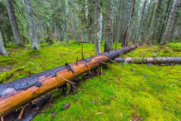 Natte groene pine tree forest scène — Stockfoto