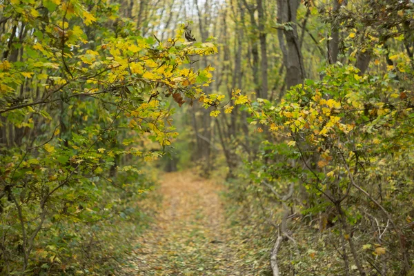 Klidné podzimní lesní scéna — Stock fotografie