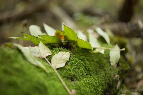 녹색 이끼에 근접 촬영 잎 거짓말 — 스톡 사진