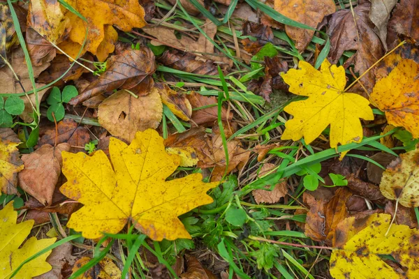 Сухе осіннє листя фону — стокове фото