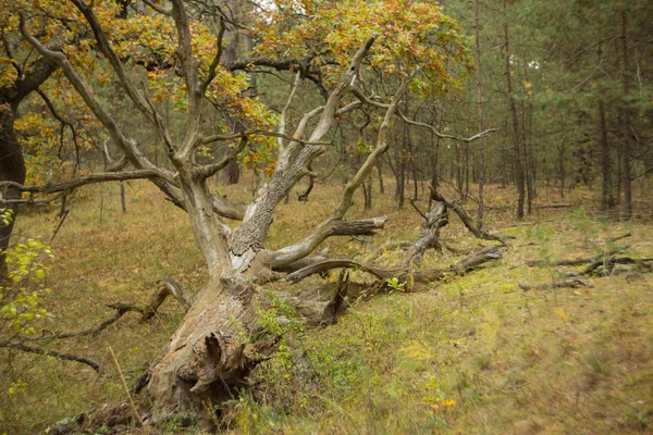 干燥的橡树躺在森林里 — 图库照片