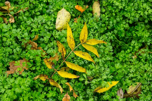 Dry autumn leaf on a green grass background — Stock Photo, Image