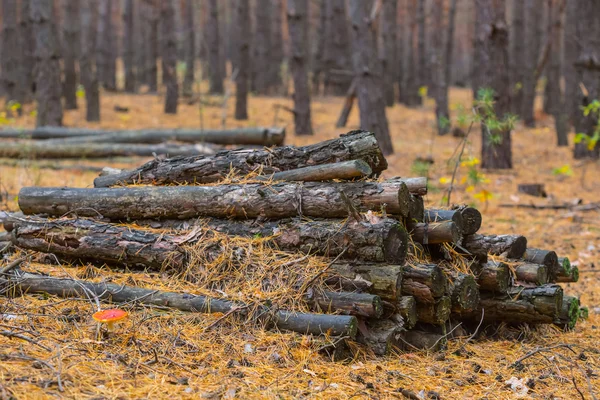 Heap of old pine tree logs in a forest — Stock Photo, Image