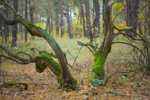 Hösten skogen scen, ek i en moss — Stockfoto