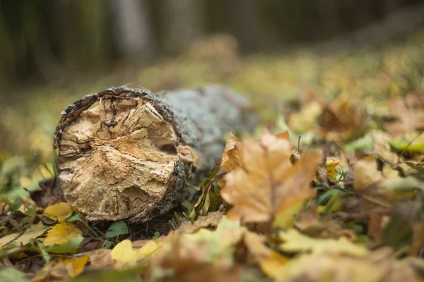 Eichenstamm liegt zwischen trockenen Blättern — Stockfoto