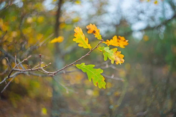 Szene aus dem Eichenwald im Herbst — Stockfoto