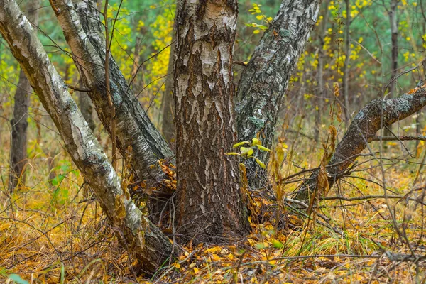 sessiz sonbahar huş ağacı orman sahne