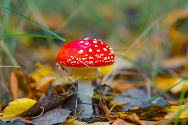 tatlı kırmızı flyagaric mantar
