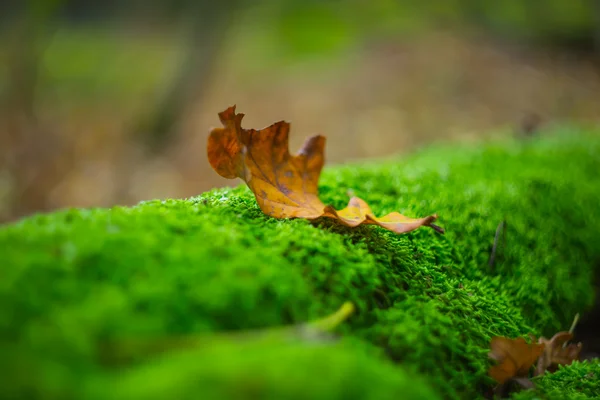 Closeup dry autumn leaf lie on a moss — Stock Photo, Image