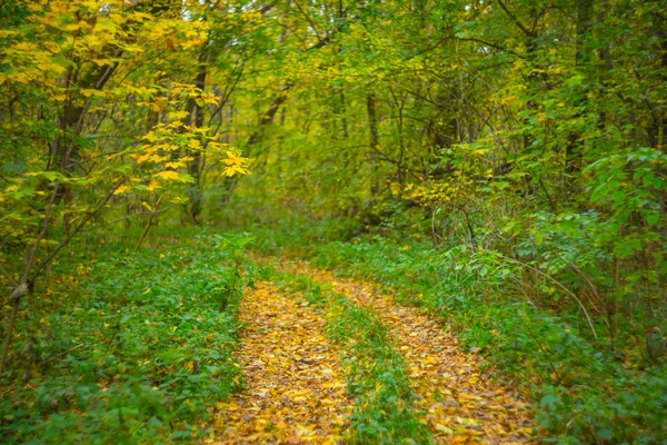 Calme automne forêt scène — Photo