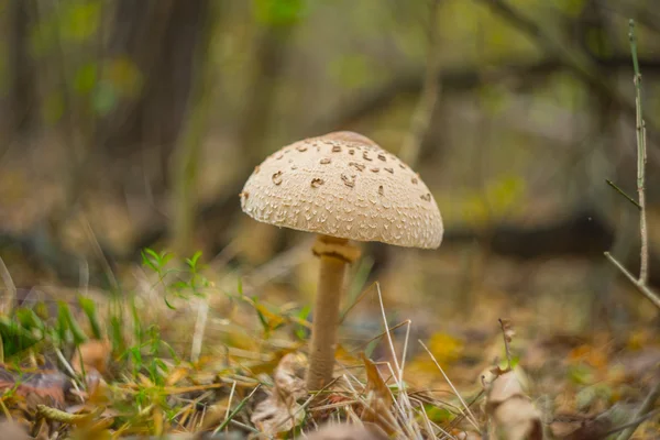Closeup deštník hub v podzimním lese — Stock fotografie