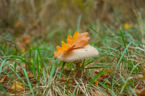 Houbová podzimní lesní scéna deštník — Stock fotografie