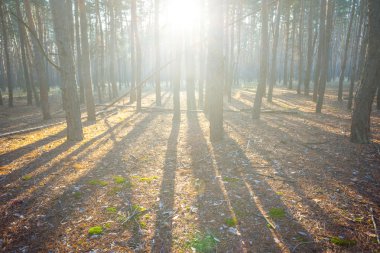 çam ağacı ormanda güneş ışınlarının