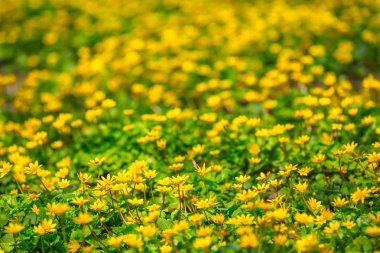 Sarı karahindibalı yeşil tarla