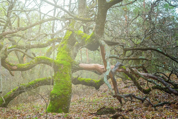 Cichej jesień las dębowy sceny — Zdjęcie stockowe