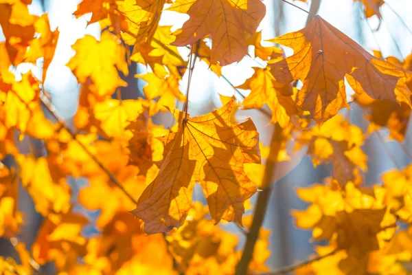 Closeup dry autumn maple branch — Stock Photo, Image