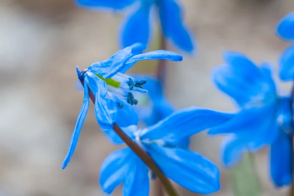 クローズ アップ美しい青い花 — ストック写真