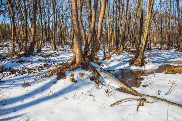 Luminoso inverno foresta scena — Foto Stock