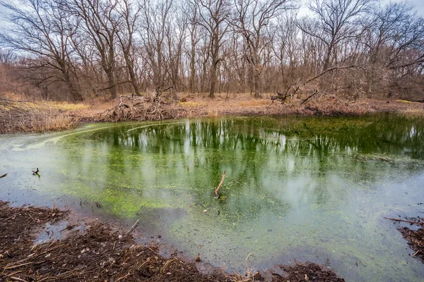 Pequeño lago esmeralda en un bosque — Foto de Stock