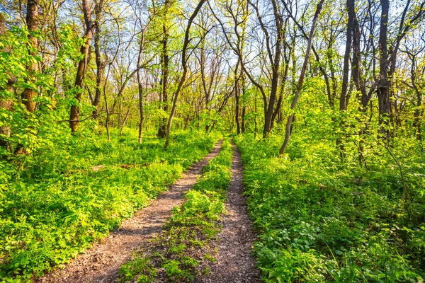 Estrada terrestre através de uma floresta de verão verde — Fotografia de Stock