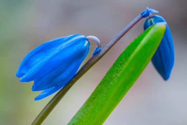 Krásné modré bell květiny — Stock fotografie