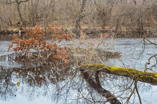 Spring forest in a water — Stock Photo, Image