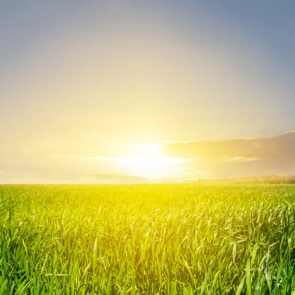 Zonsondergang over een groene platteland velden — Stockfoto