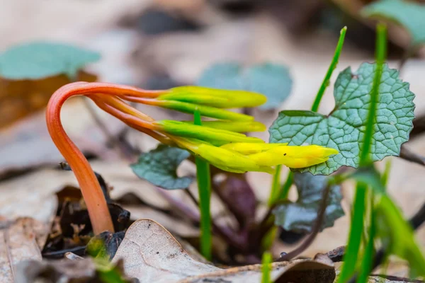 small plant growth through a dry leaves