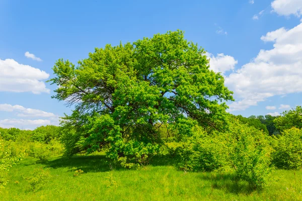 Sommerszene, Baum inmitten einer Prärie — Stockfoto