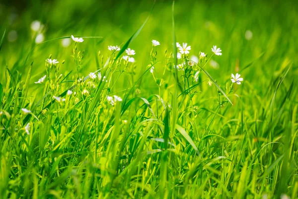 stock image closeup white flowers in a green grass