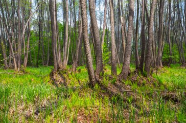 güzel bahar orman sahne