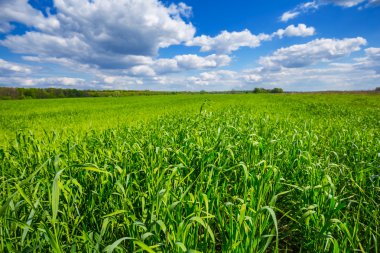 güzel yeşil alanların peyzaj