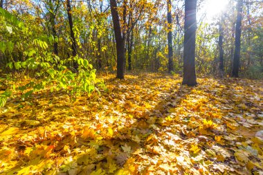güzel sonbahar park peyzaj