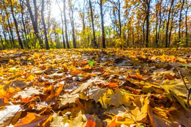 Güneşli sonbahar park altın halı