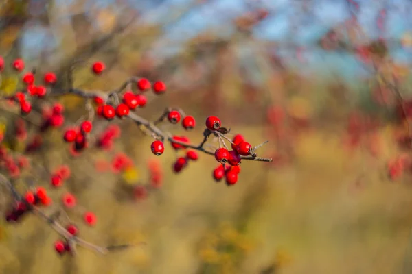 Primo piano autunno biancospino ramo — Foto Stock