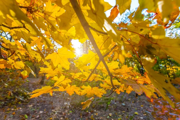 Closeup maple branch in a sun rays — Stock Photo, Image